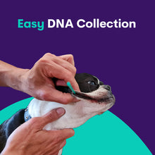 Załaduj obraz do przeglądarki galerii, DARMOWY zestaw do pobrania DNA hodowcy (pack of 6)

